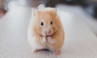 Kleintier - Goldhamster