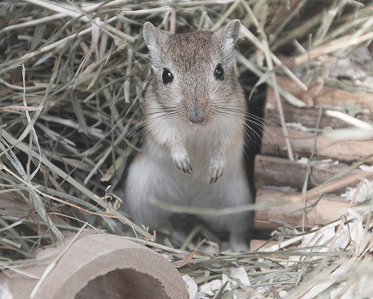 Mongolische Rennmaus